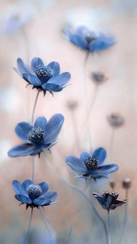 blauwe_bloemen